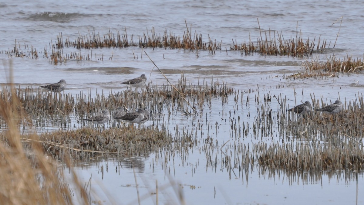 Greater Yellowlegs - ML634090914