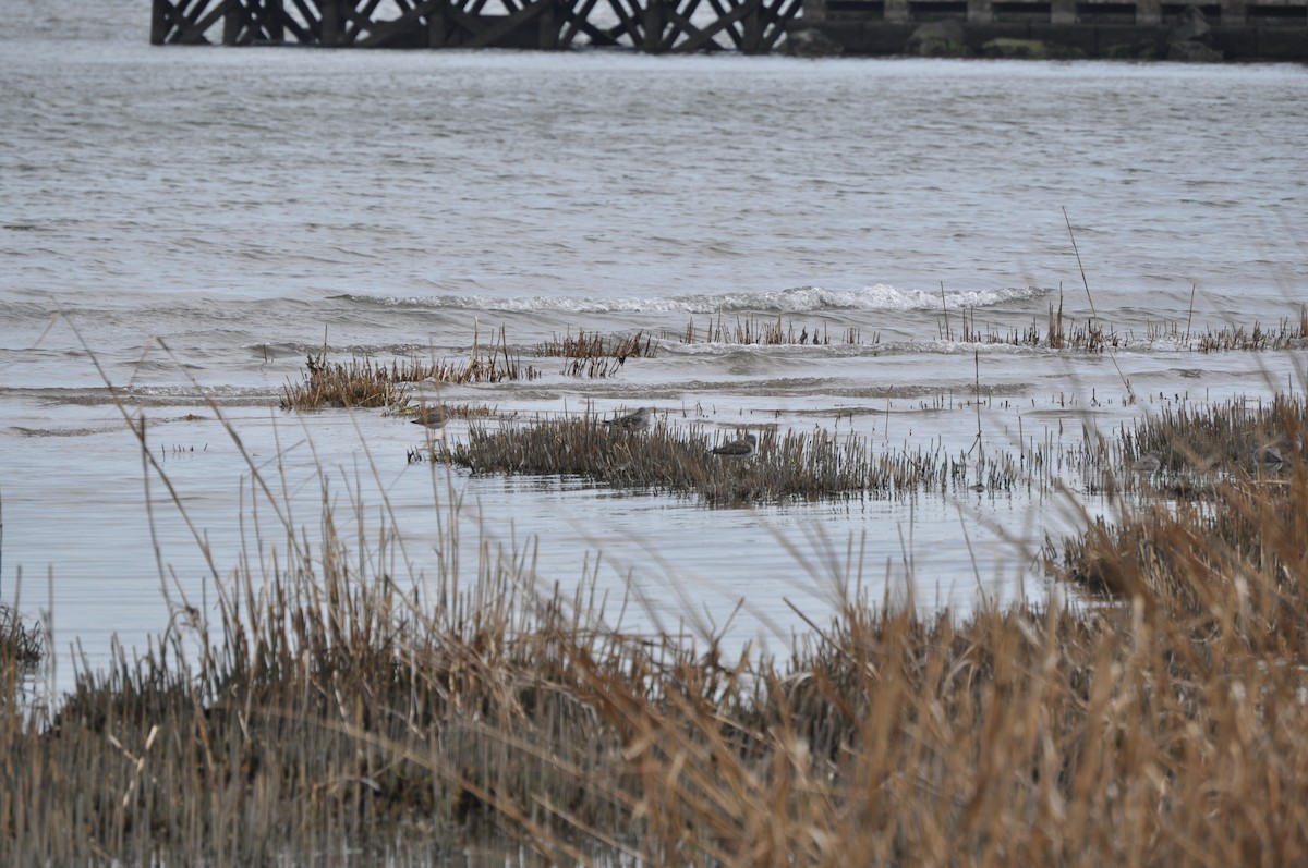Greater Yellowlegs - ML634090919