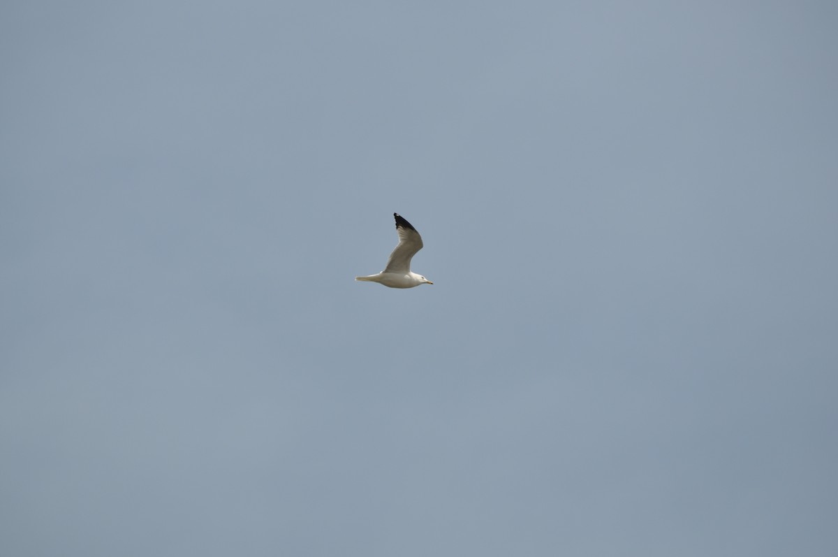 Ring-billed Gull - ML634090946