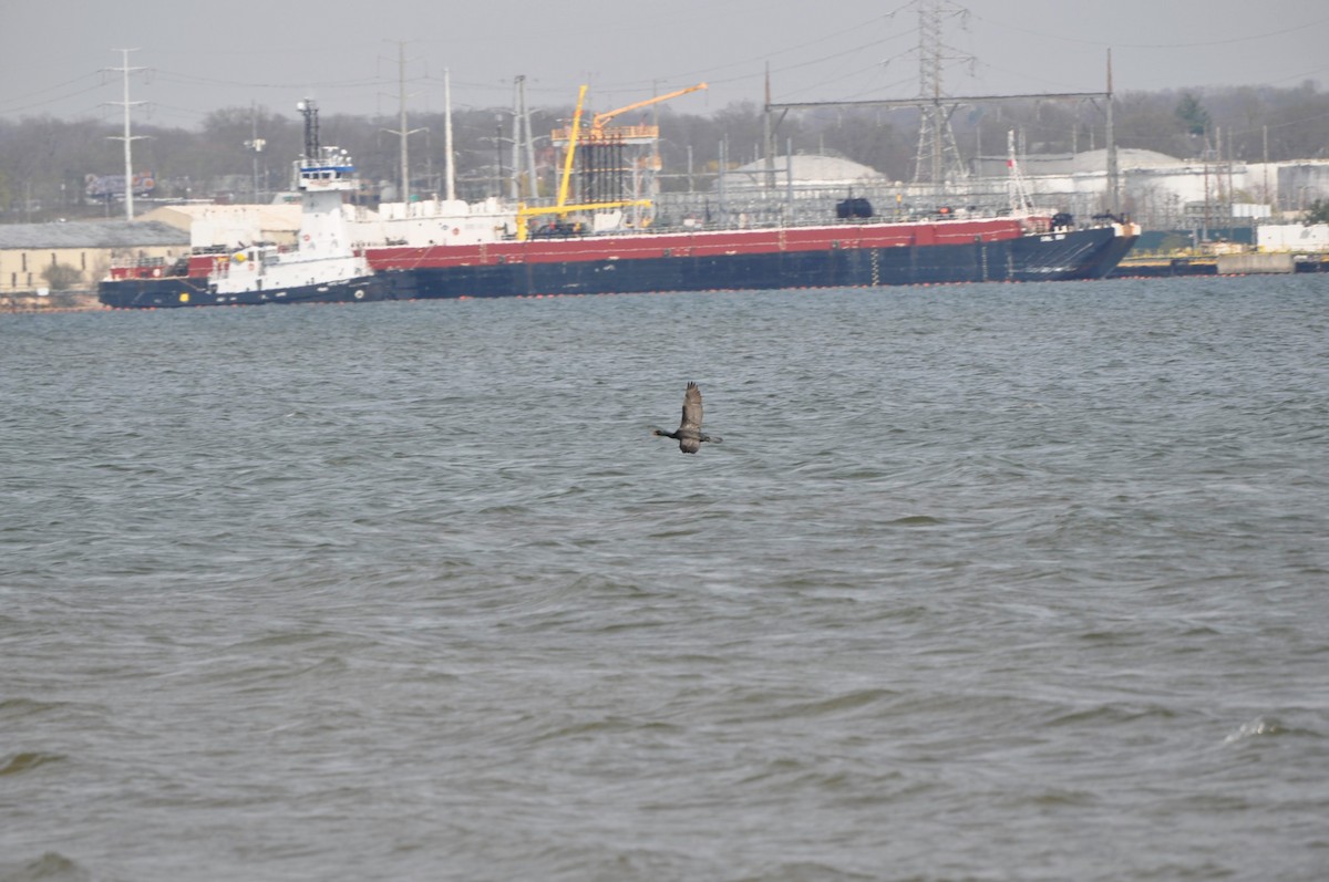 Double-crested Cormorant - ML634090976