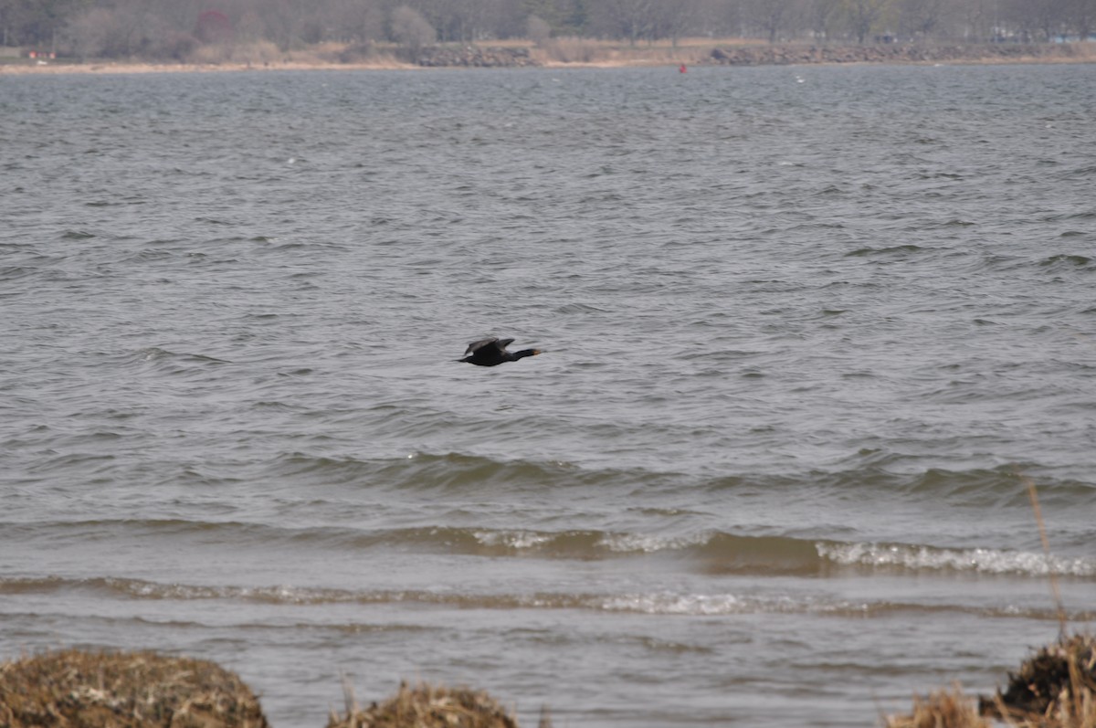 Double-crested Cormorant - ML634090978