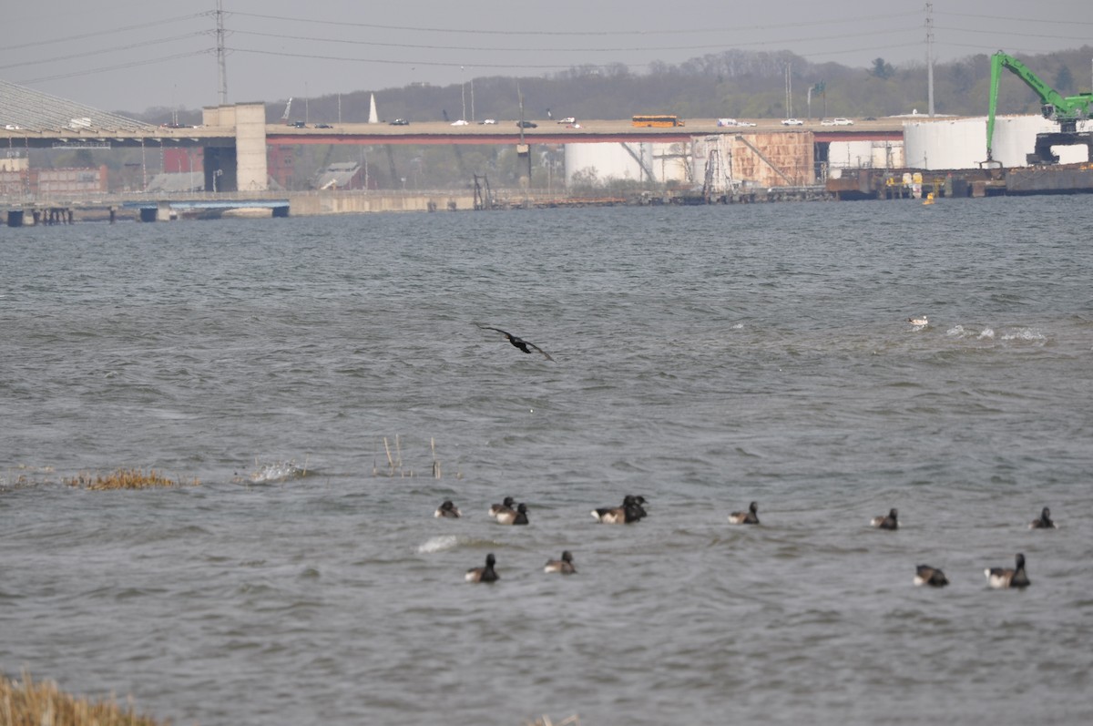 Double-crested Cormorant - ML634090981