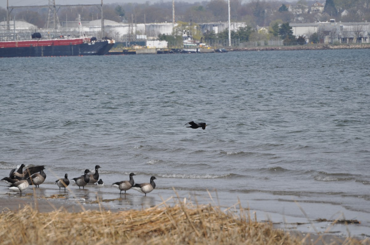 Double-crested Cormorant - ML634090983