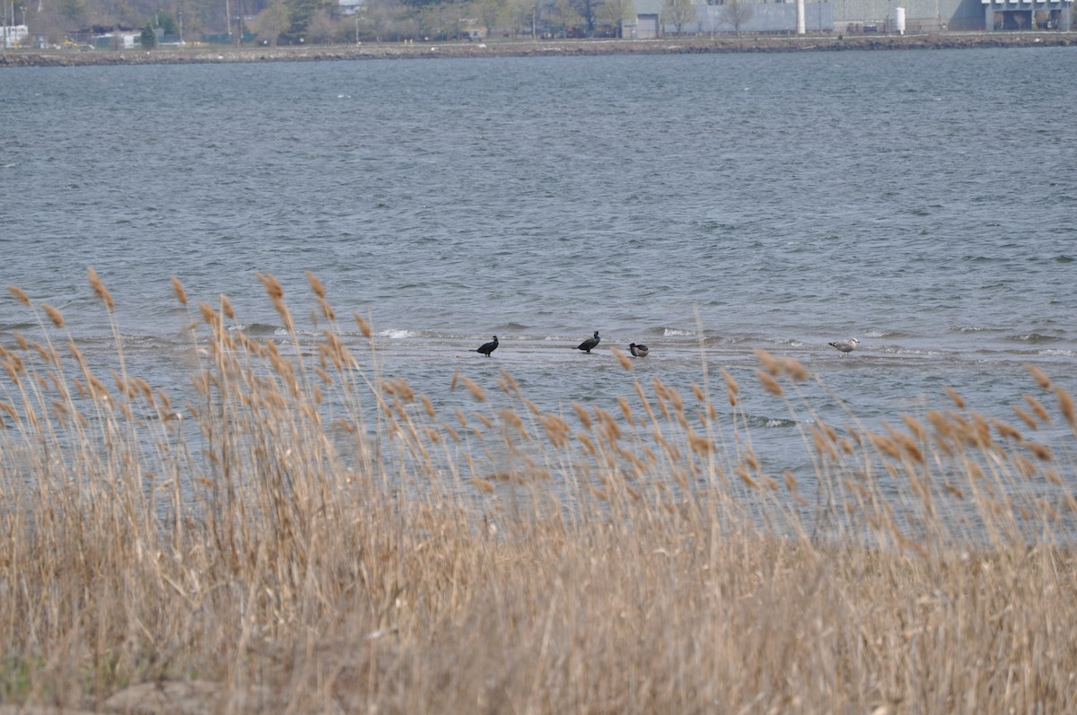 Double-crested Cormorant - ML634090984
