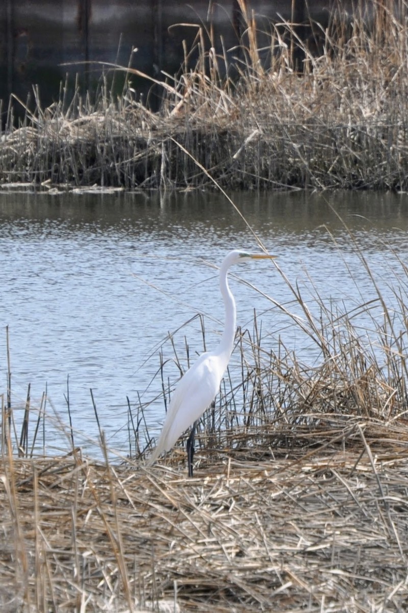 Great Egret - ML634091007