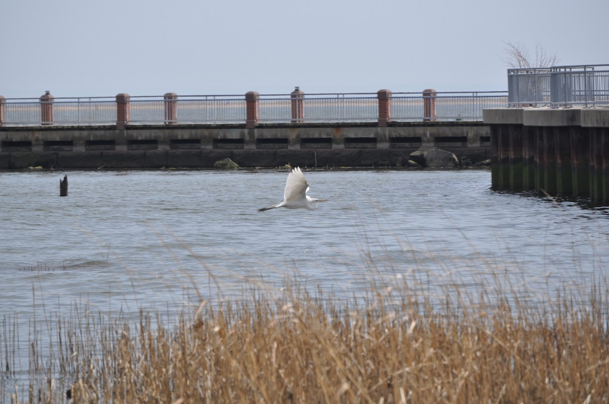 Great Egret - ML634091008
