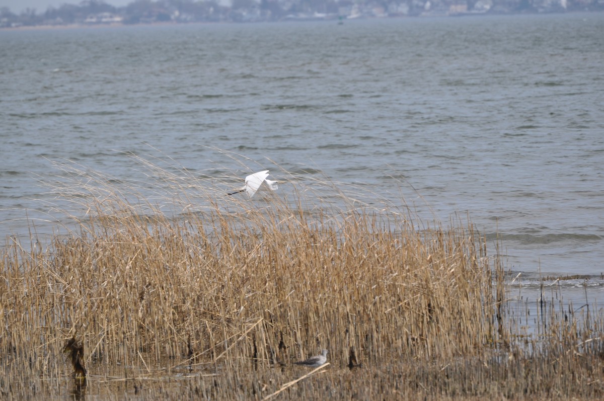 Great Egret - ML634091016