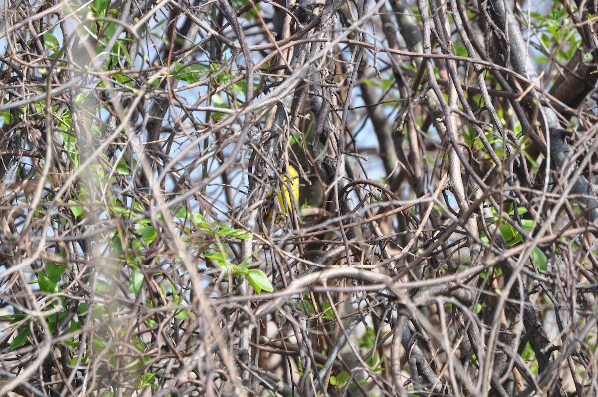 American Goldfinch - ML634091030