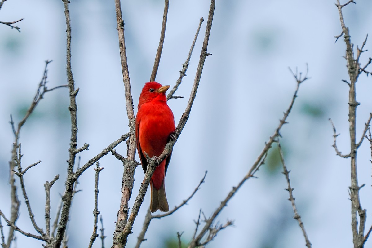 Summer Tanager - ML634091083
