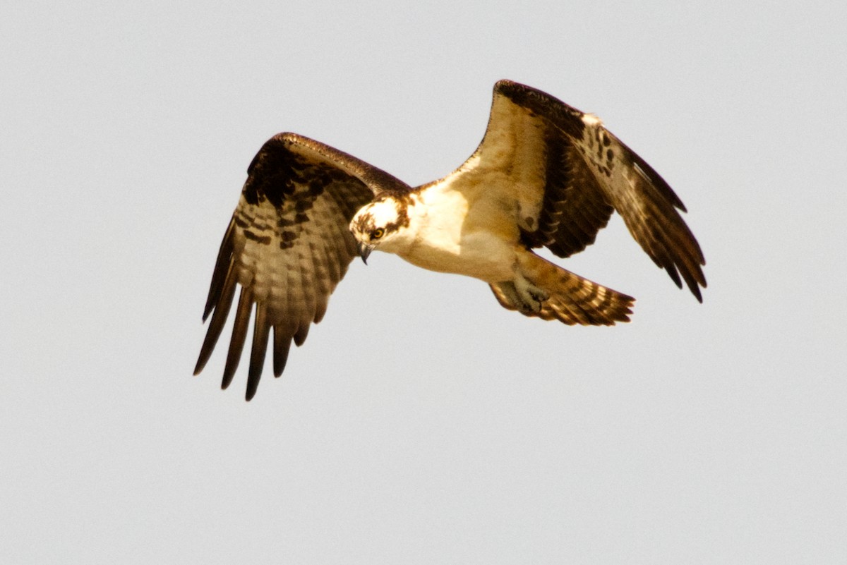 Osprey - ML634091124