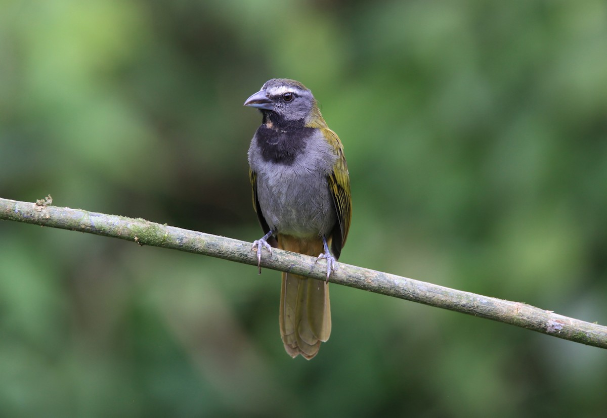 Buff-throated Saltator - ML634091145
