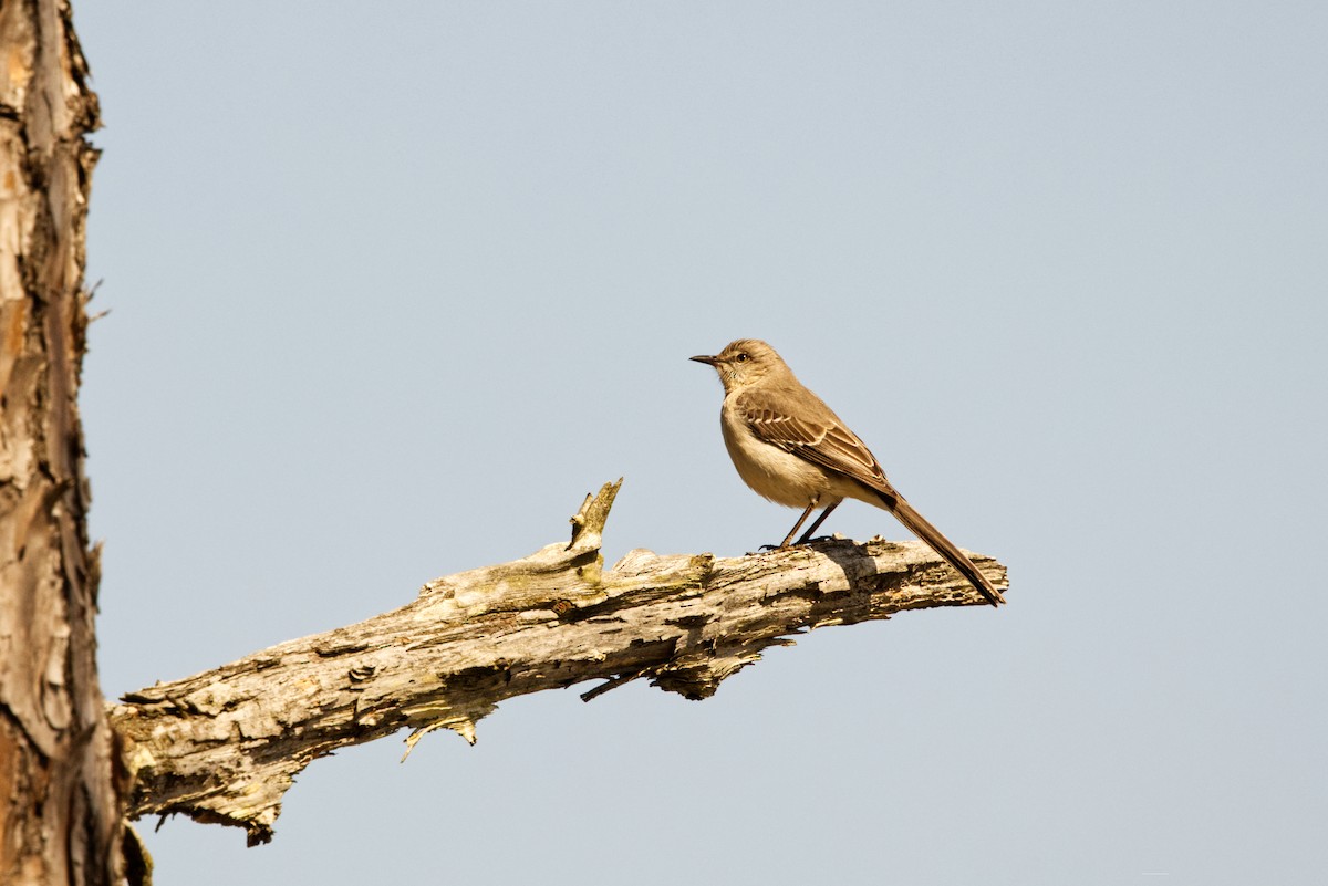 Northern Mockingbird - ML634091151