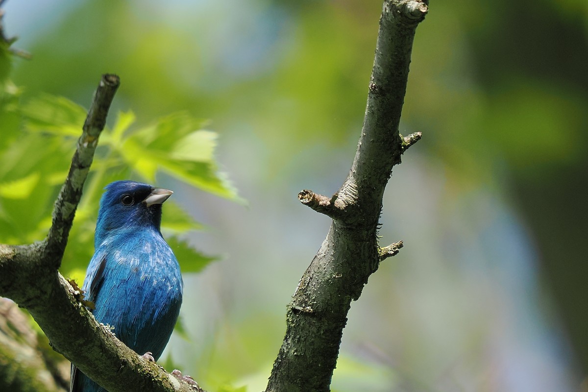 Indigo Bunting - ML634091196