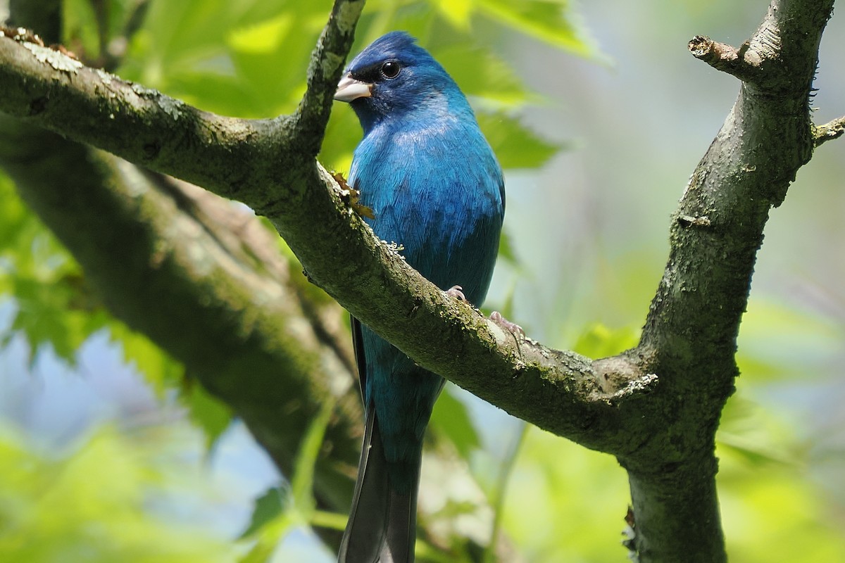 Indigo Bunting - ML634091197