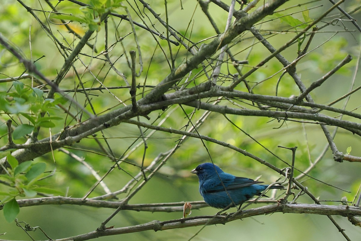 Indigo Bunting - ML634091198