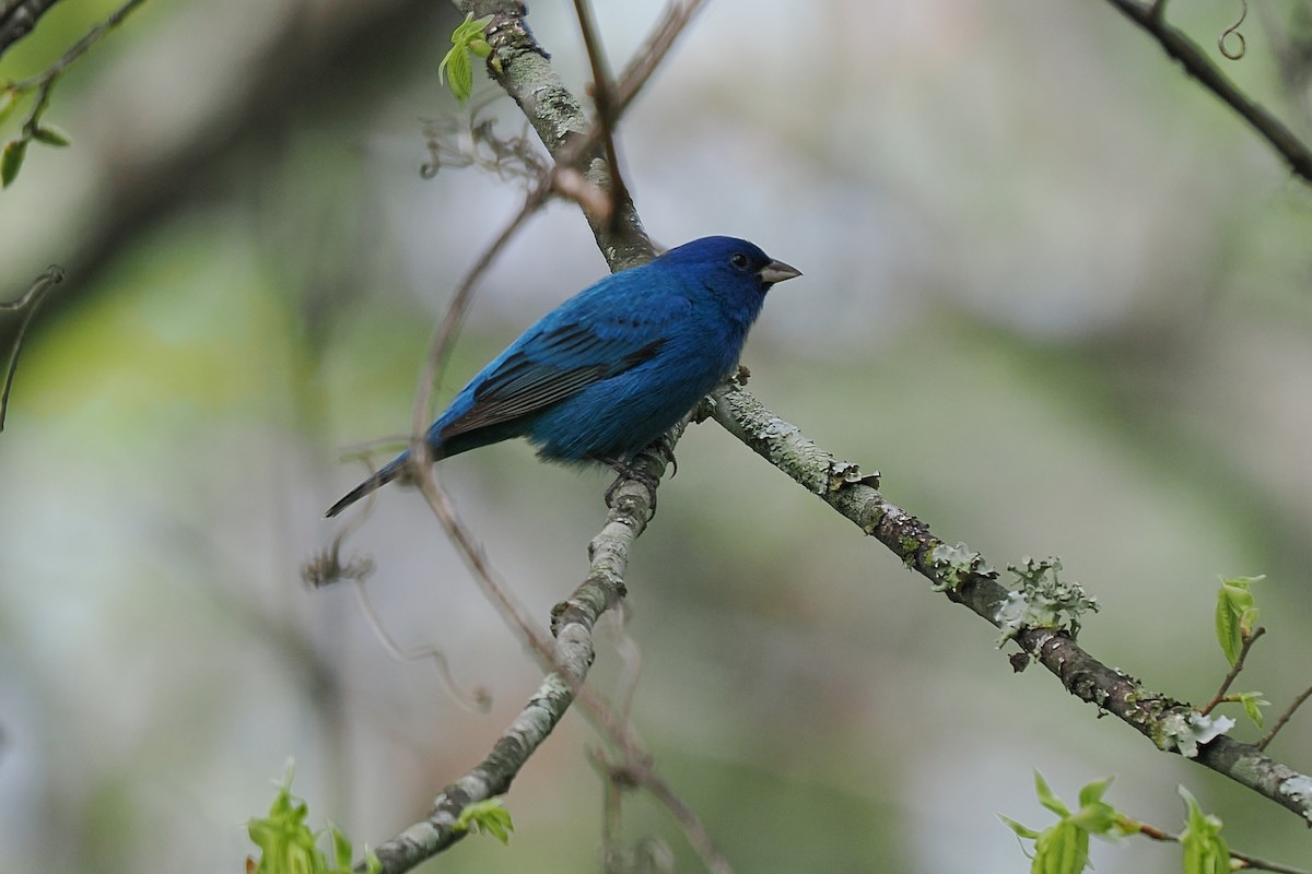 Indigo Bunting - ML634091199
