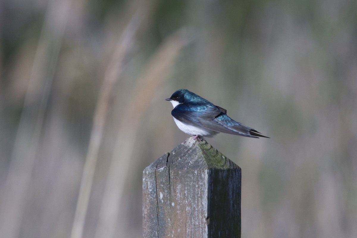 Tree Swallow - ML634091208