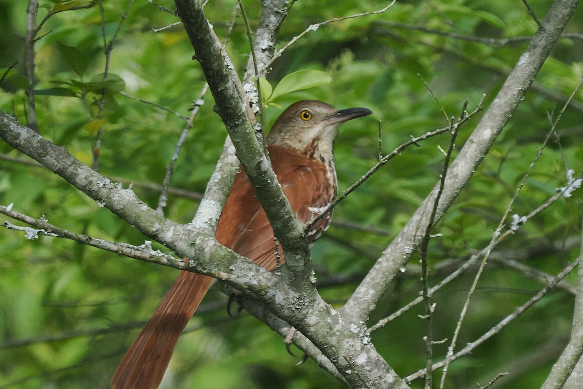 Brown Thrasher - ML634091224