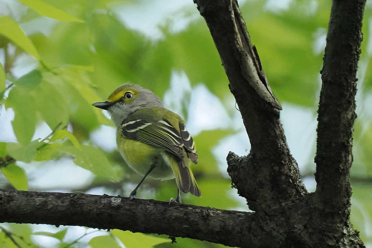 White-eyed Vireo - ML634091248