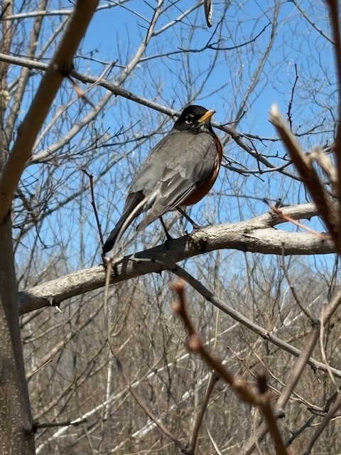 American Robin - ML634091252