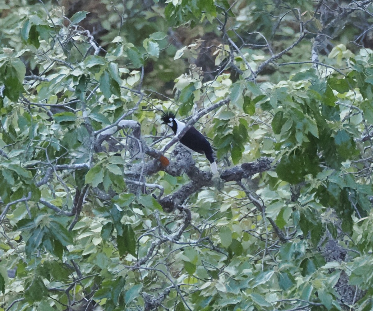 Tufted Jay - ML634091258
