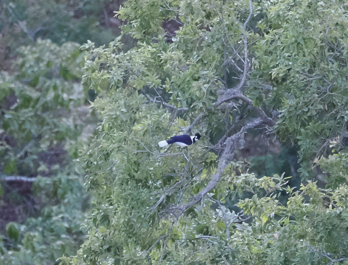 Tufted Jay - ML634091318