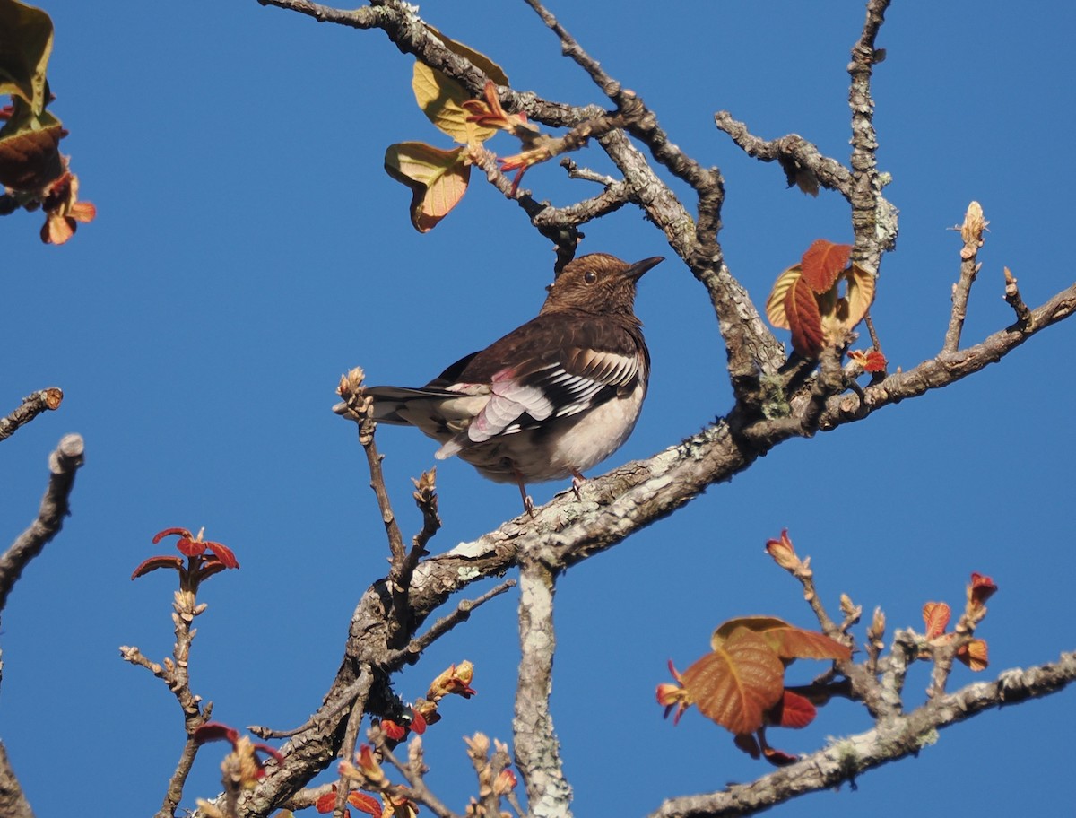 Aztec Thrush - ML634091370