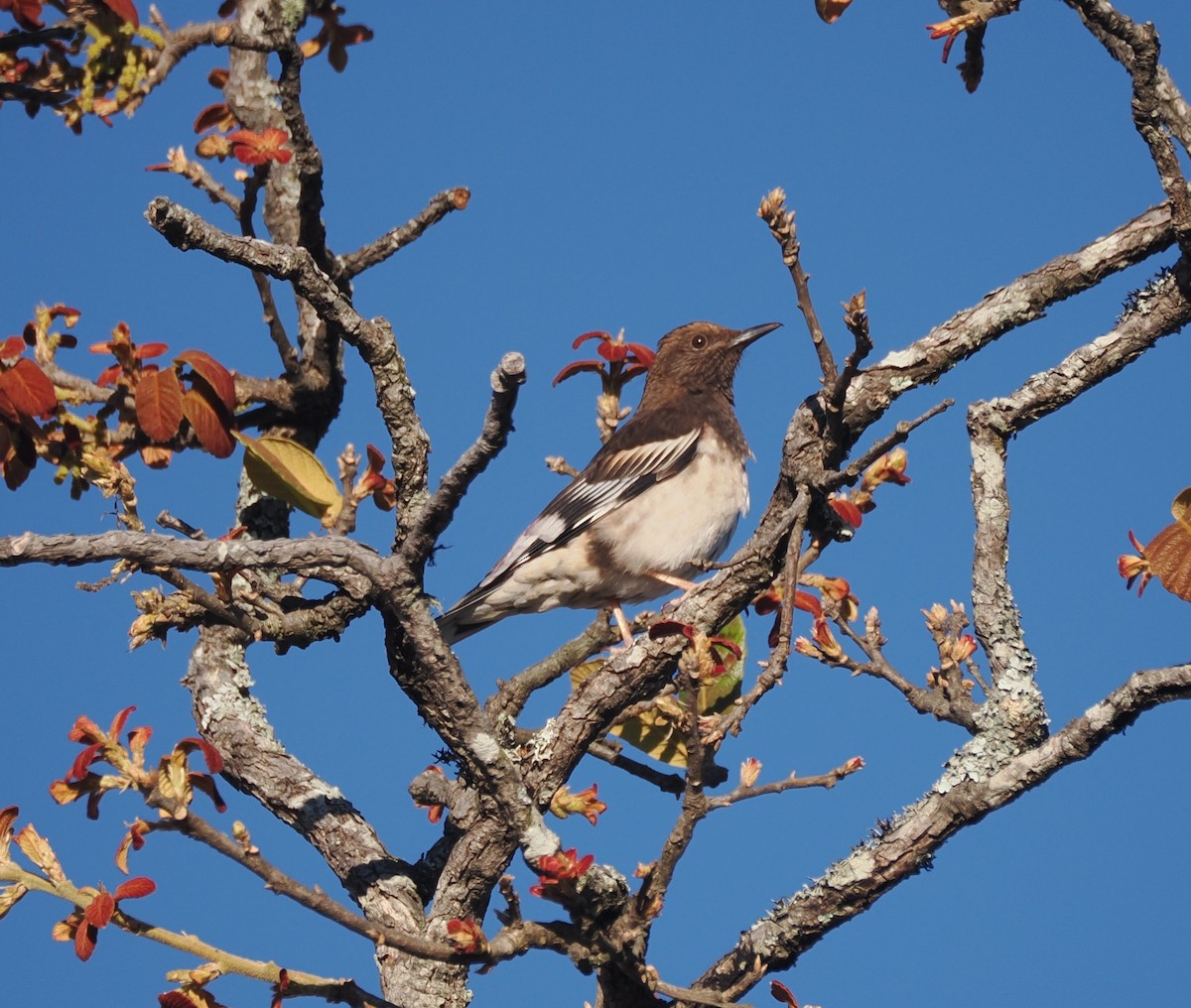 Aztec Thrush - ML634091372