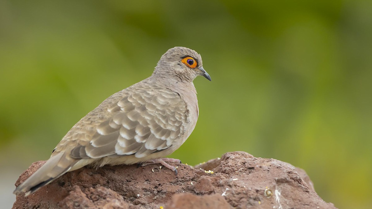 Bare-faced Ground Dove - ML634091535