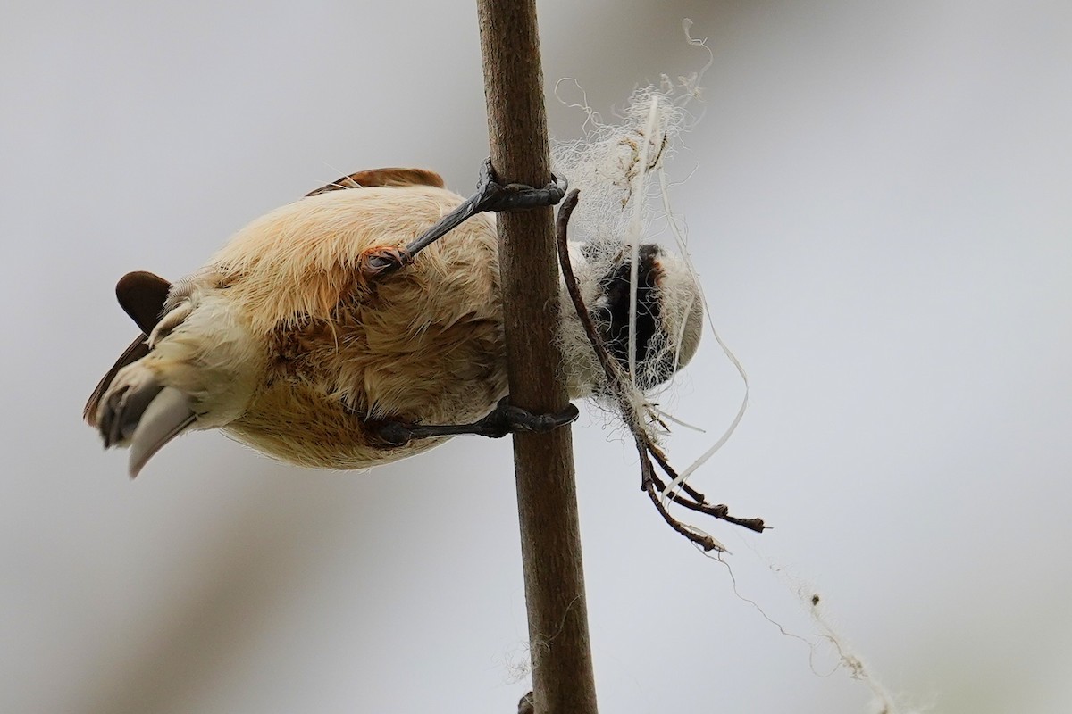 Eurasian Penduline-Tit - ML634091624