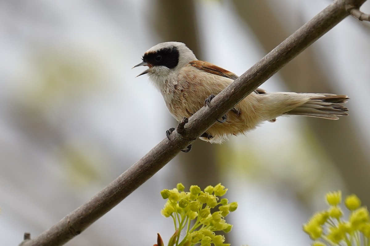 Eurasian Penduline-Tit - ML634091625