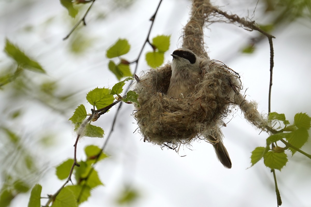 Eurasian Penduline-Tit - ML634091626