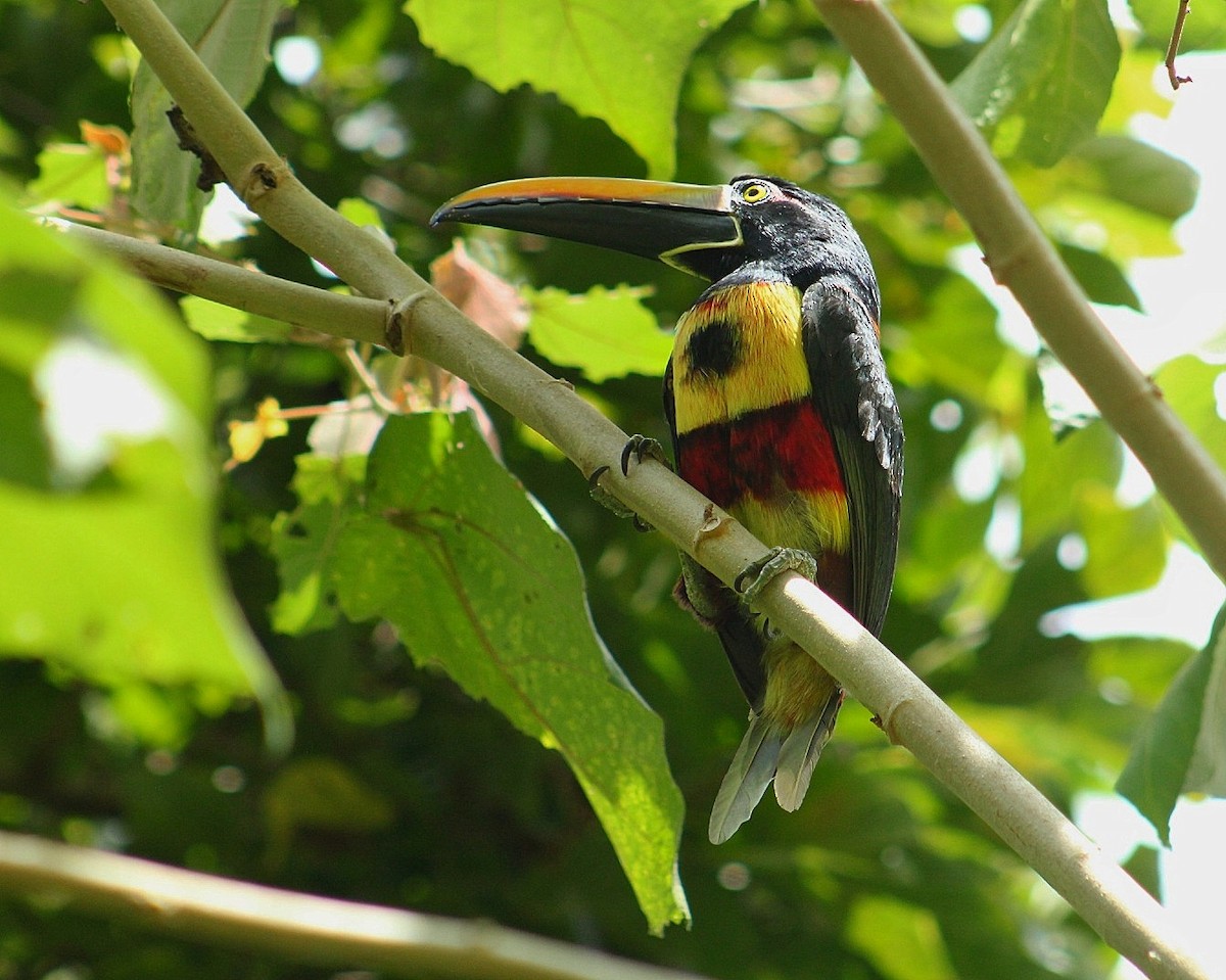 Fiery-billed Aracari - ML634091659