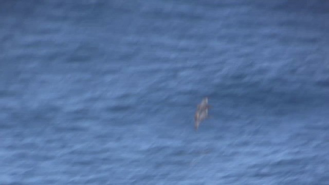 Atlantic Petrel - ML634091673