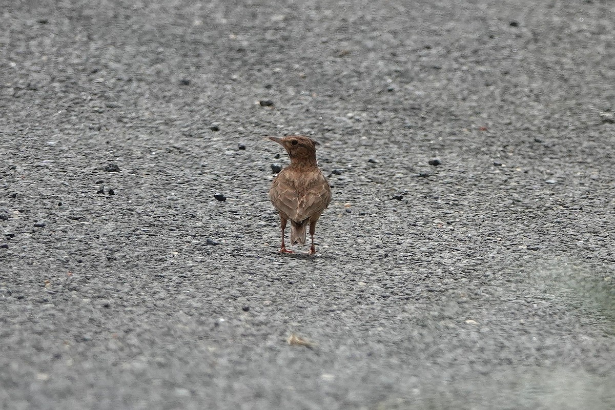 Thekla's/Crested Lark - ML634091698