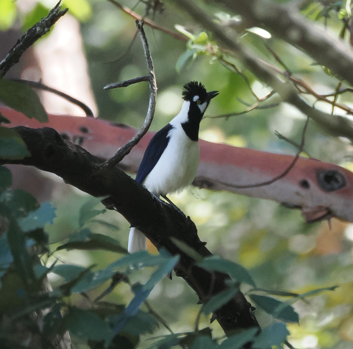 Tufted Jay - ML634091732