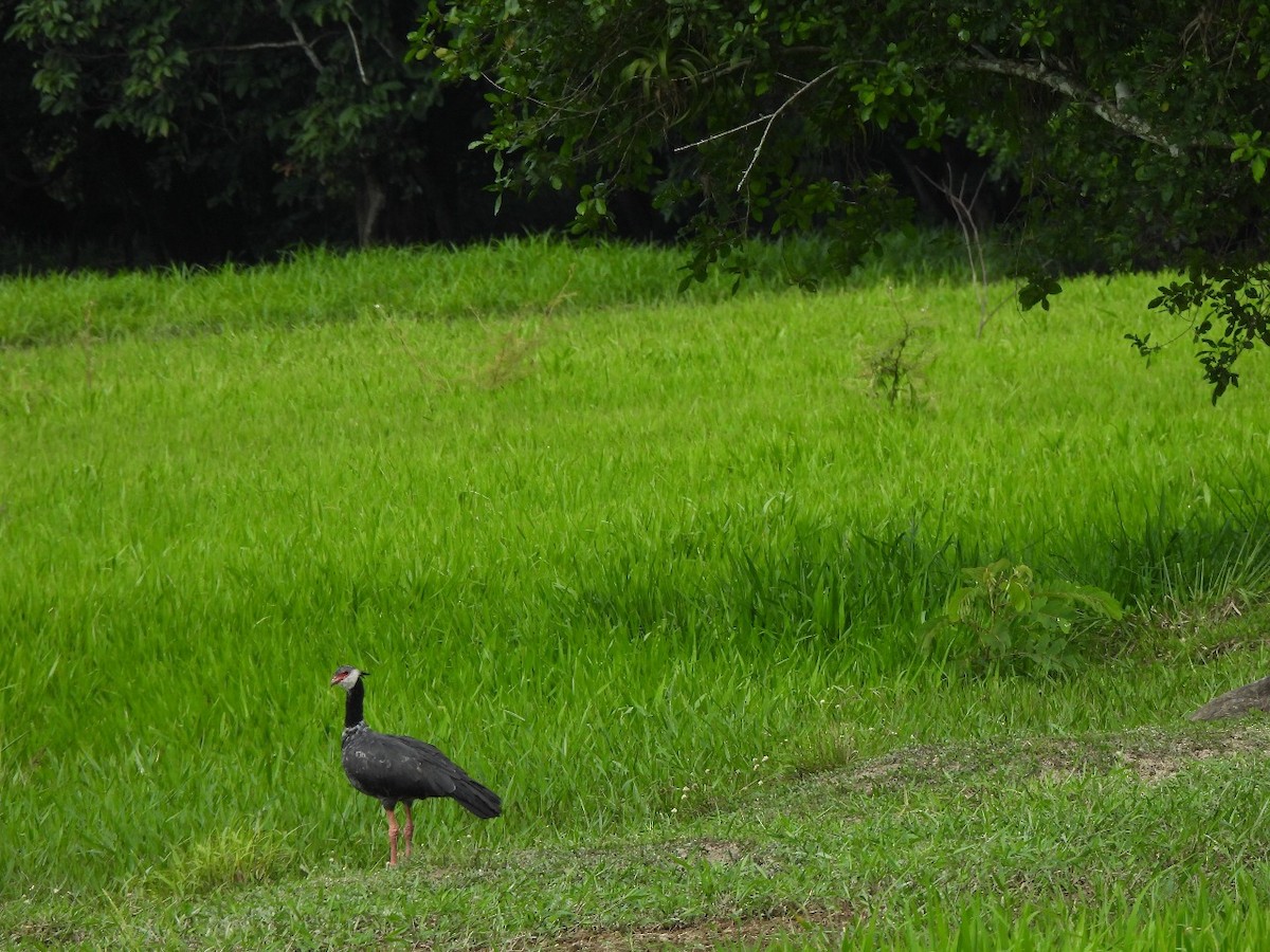 Northern Screamer - Abel Atehortua