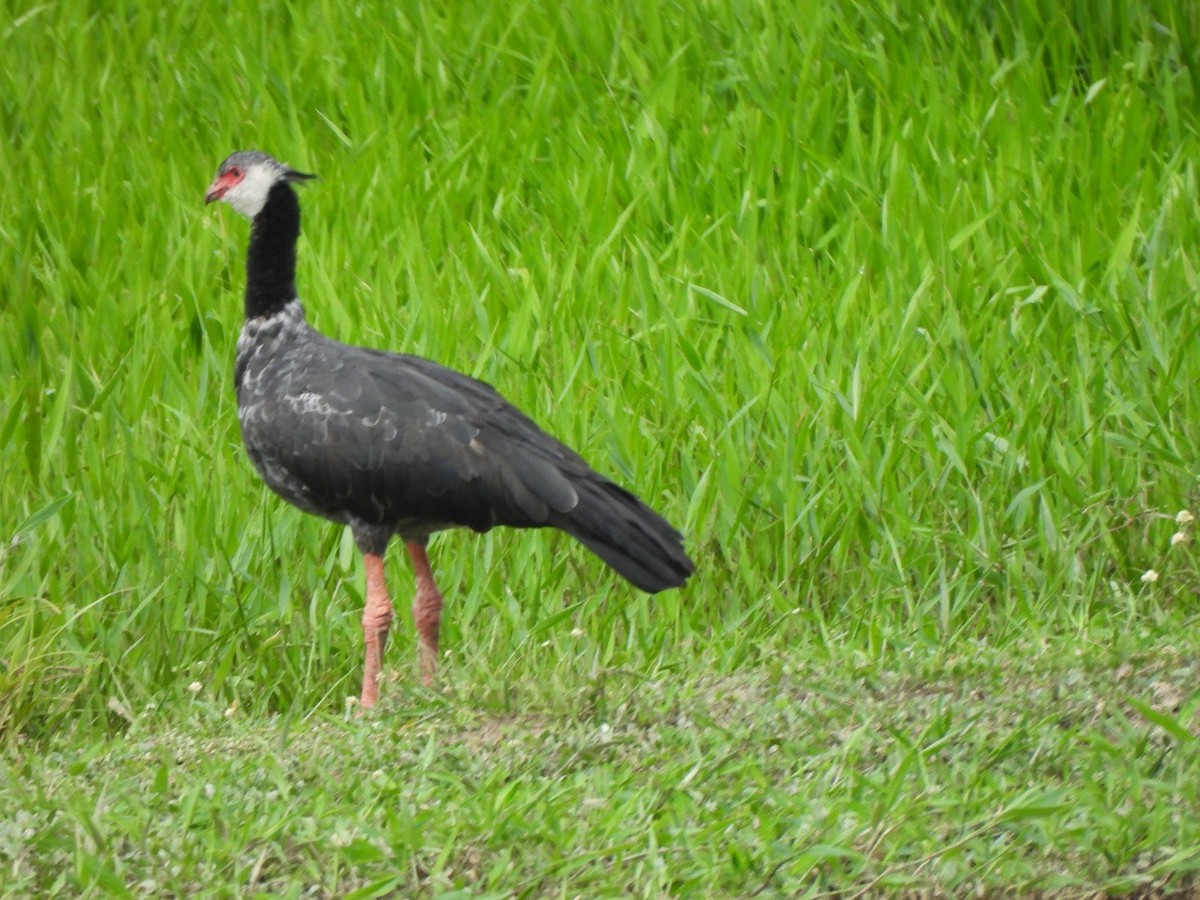 Northern Screamer - Abel Atehortua