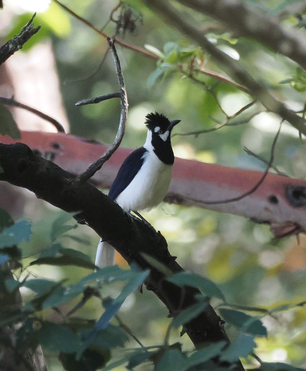 Tufted Jay - ML634091853
