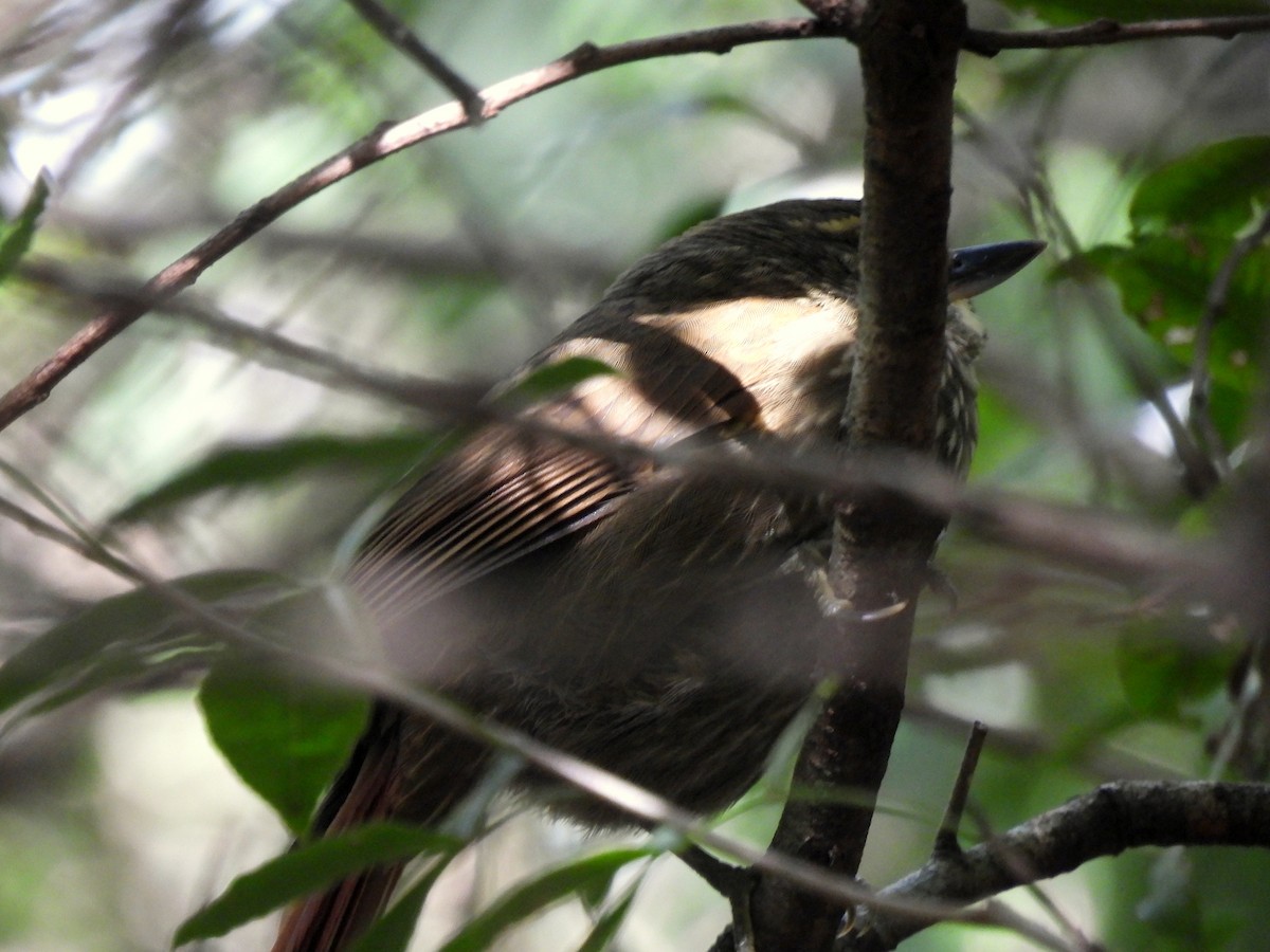 Buff-browed Foliage-gleaner - ML634091933