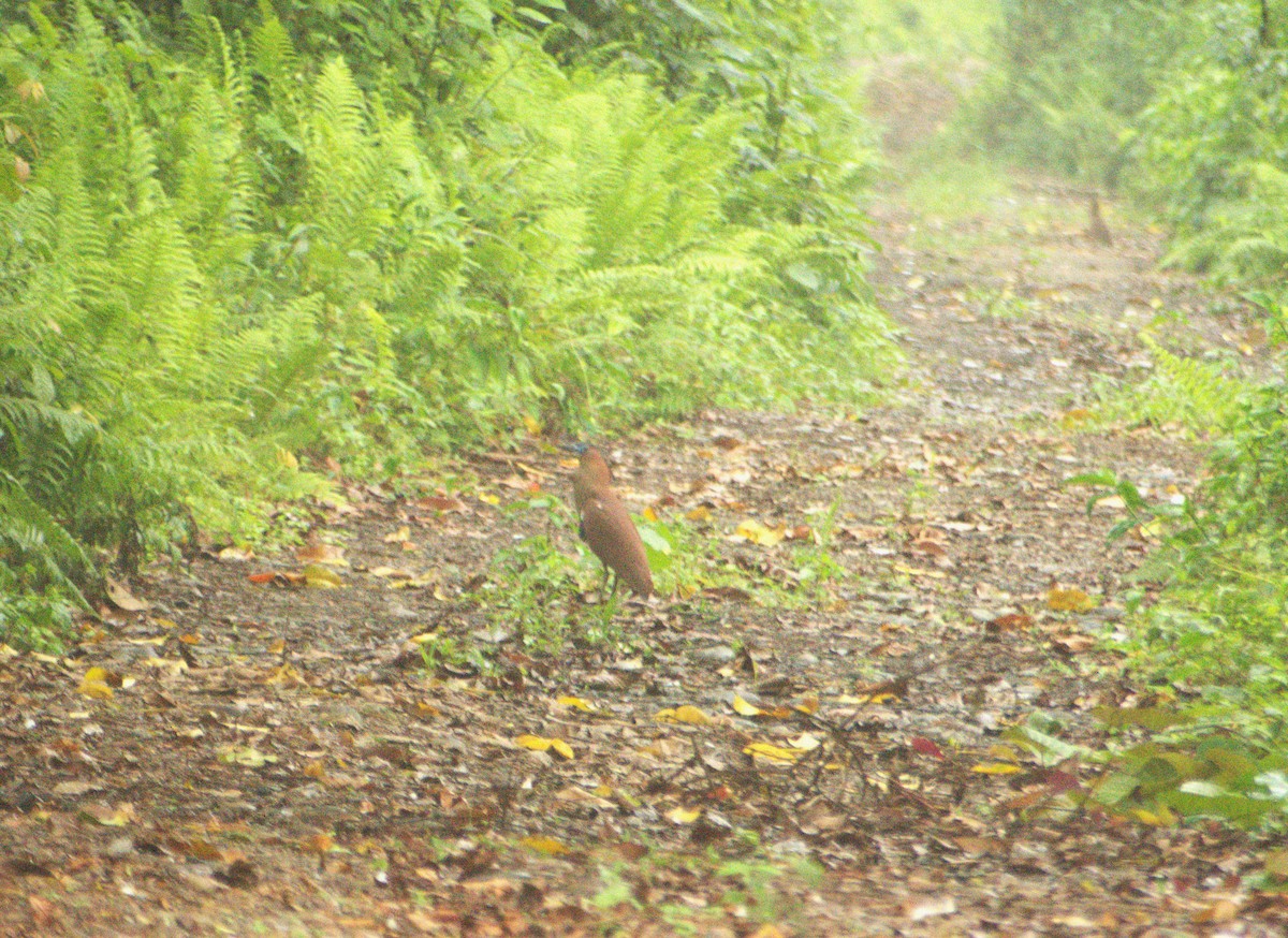 Malayan Night Heron - ML634091954