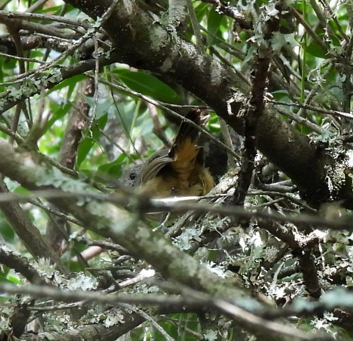 Buff-browed Foliage-gleaner - ML634091956