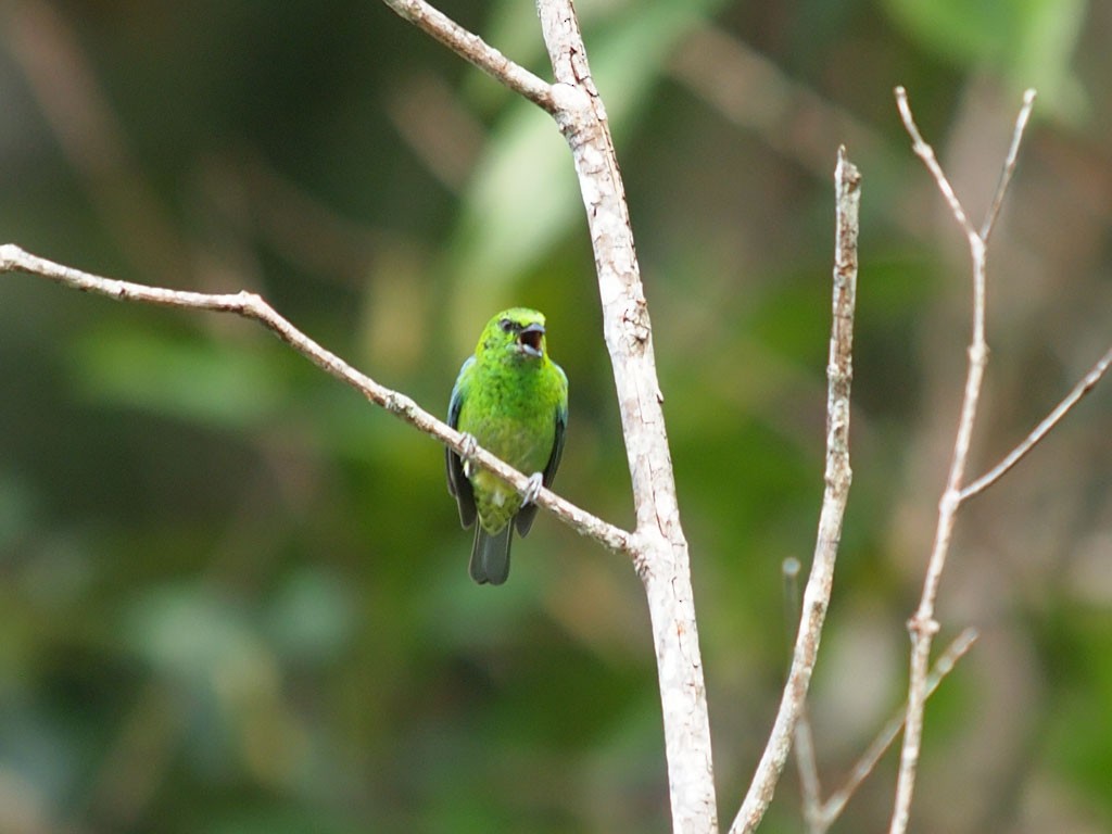 Dotted Tanager - ML634091962