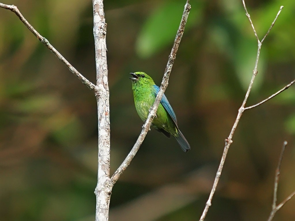 Dotted Tanager - ML634091963