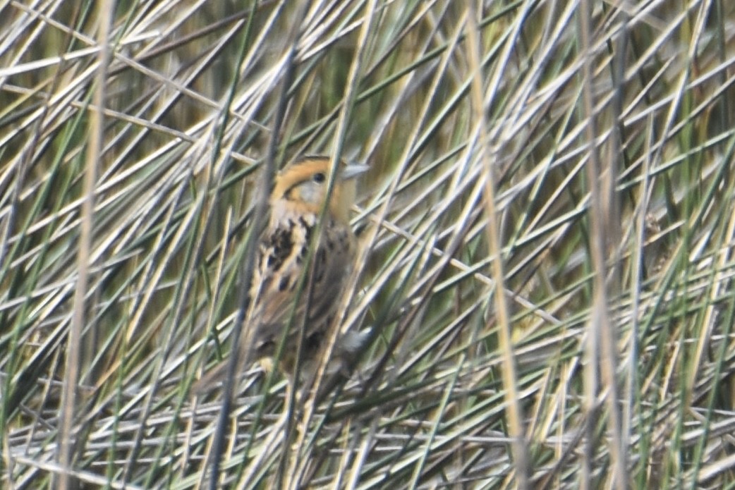 LeConte's Sparrow - ML634092053