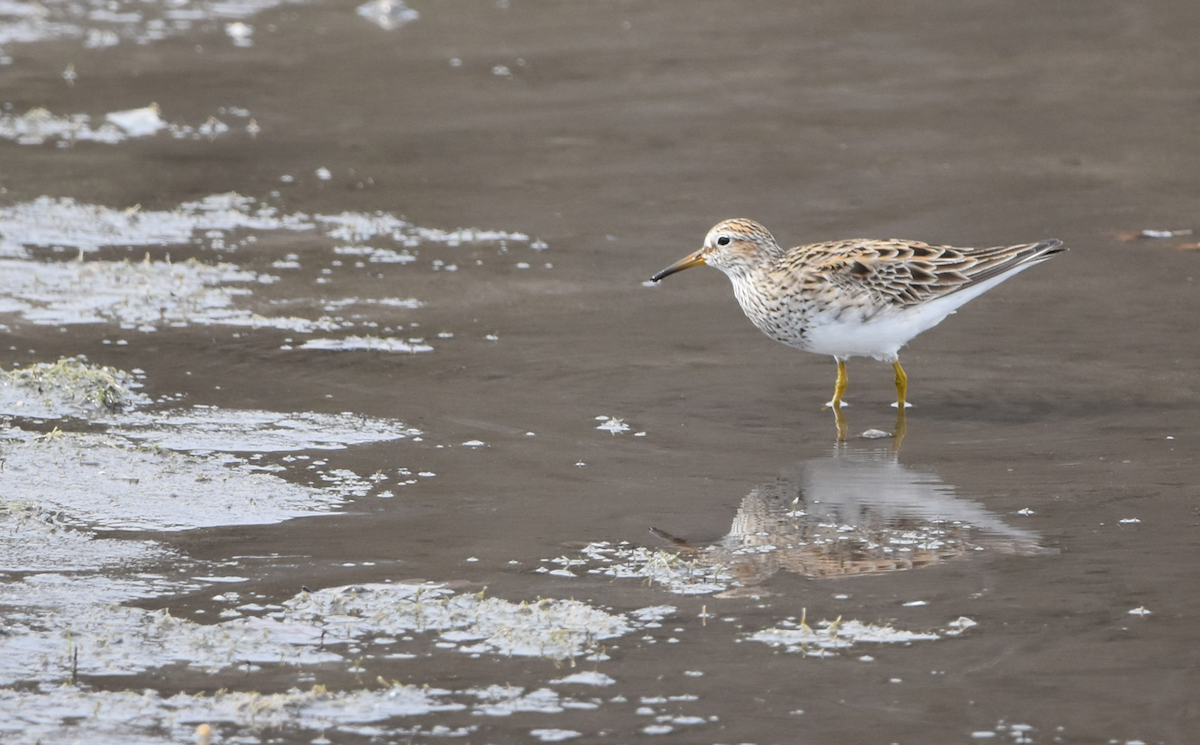 Pectoral Sandpiper - ML634092092