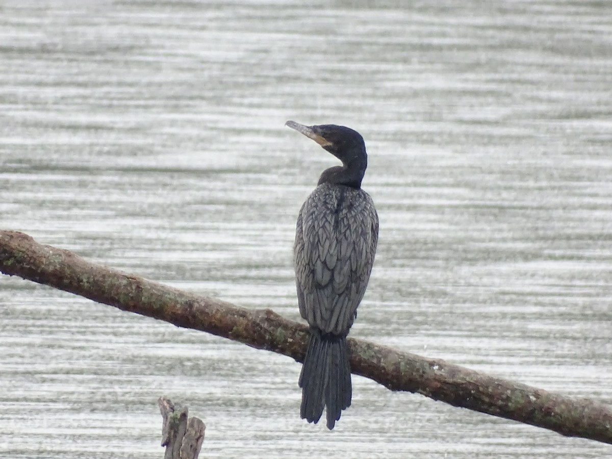 Neotropic Cormorant - ML634092114