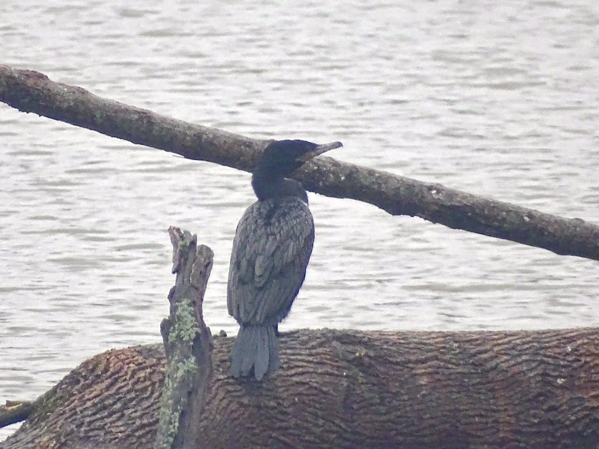Neotropic Cormorant - ML634092115
