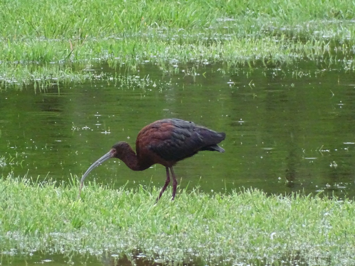 White-faced Ibis - ML634092134