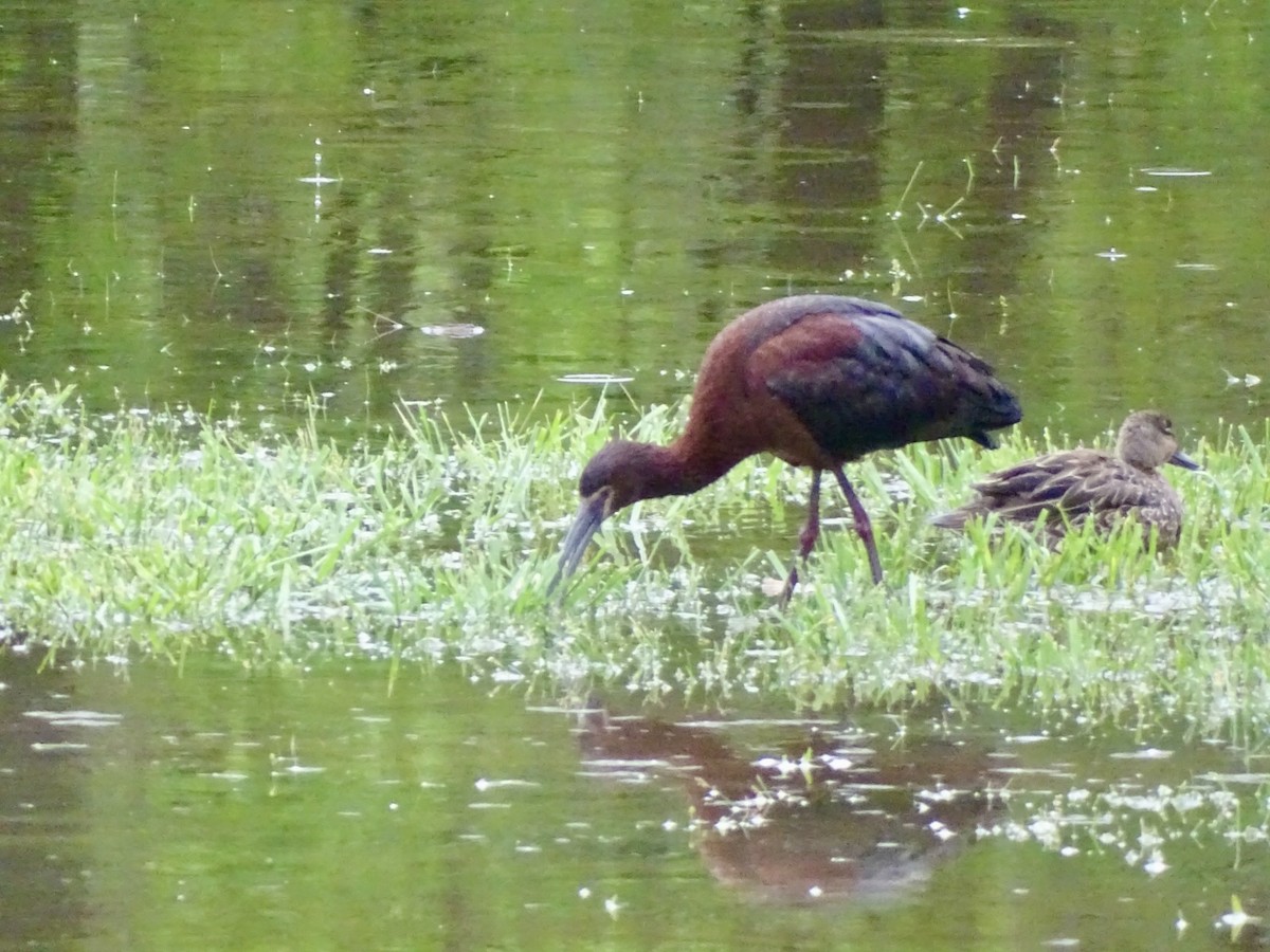 White-faced Ibis - ML634092136